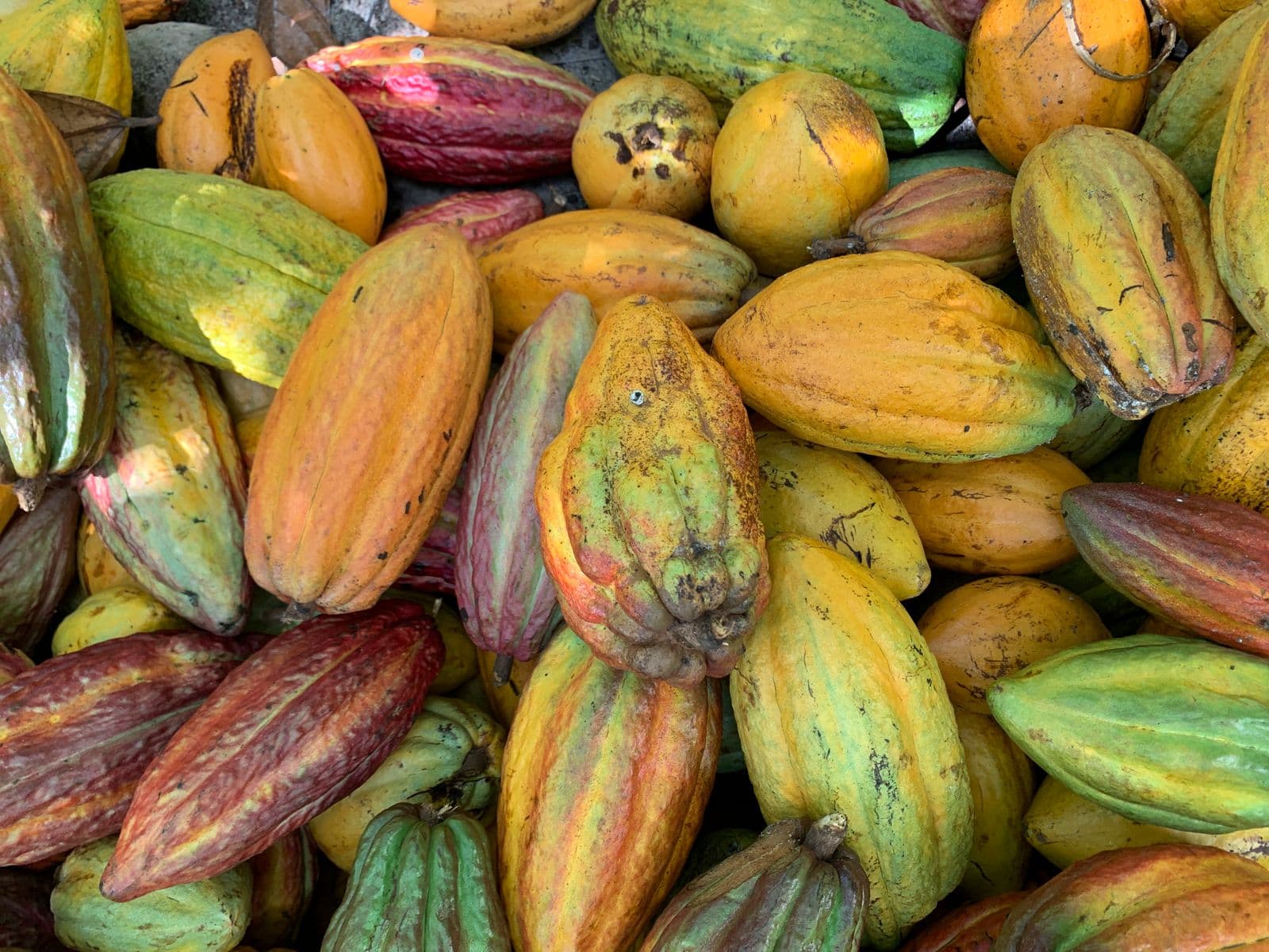 Frutos de cacau coloridos recém-colhidos, amontoados